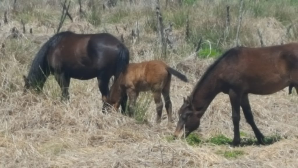 La Chua Trail Wild Horses #1