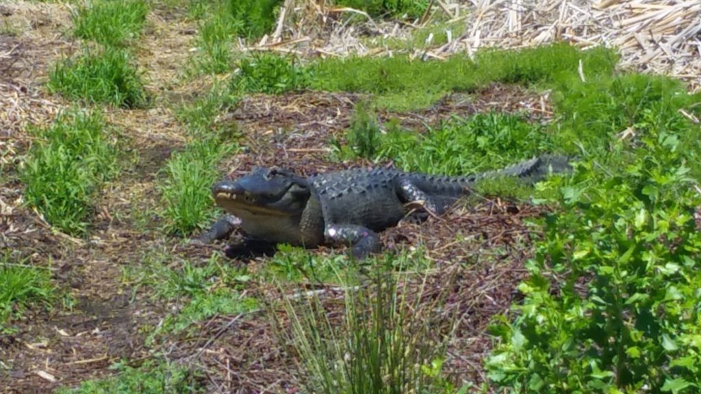 La Chua Trail Alligator