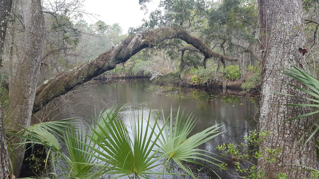 Anthony Galluscio Florida Trail Aucilla River Hike
